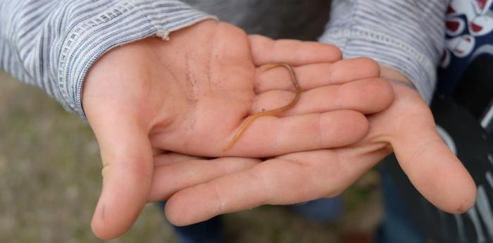 Kinderhände halten einen Regenwurm