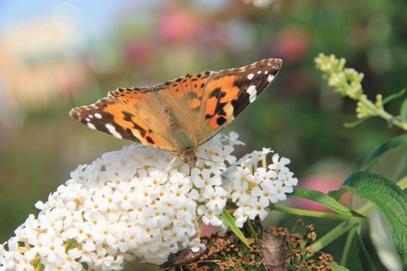 orange-brauner Schmetterling auf weißer Blüte