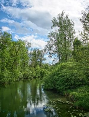 Fluss umgeben von grünen Bäumen und Büschen